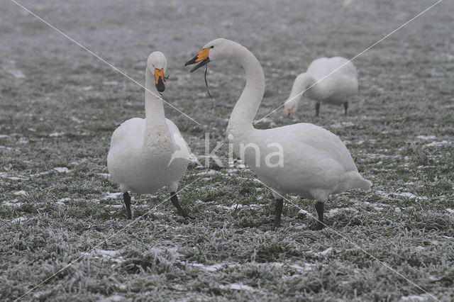 Whooper Swan (Cygnus cygnus)