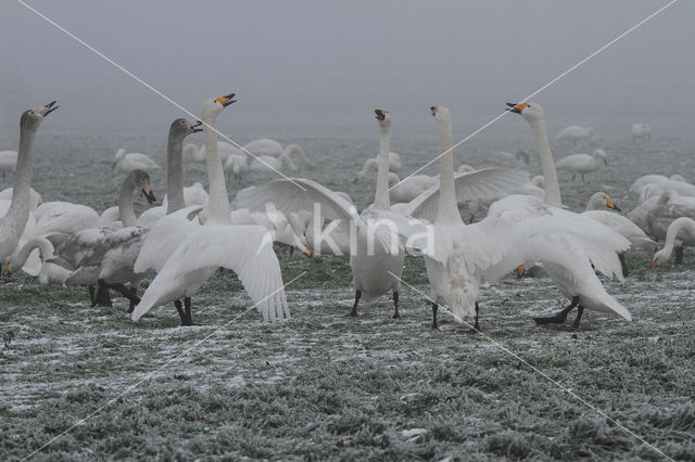 Whooper Swan (Cygnus cygnus)