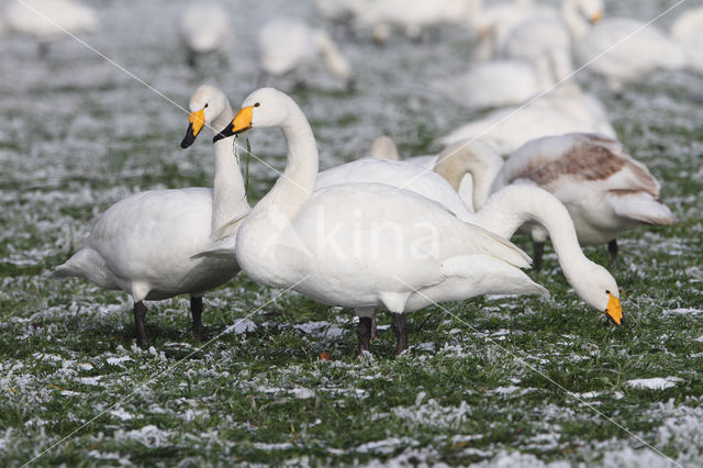 Whooper Swan (Cygnus cygnus)