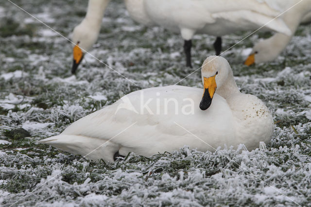 Wilde Zwaan (Cygnus cygnus)