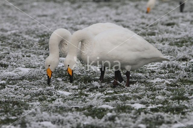 Whooper Swan (Cygnus cygnus)