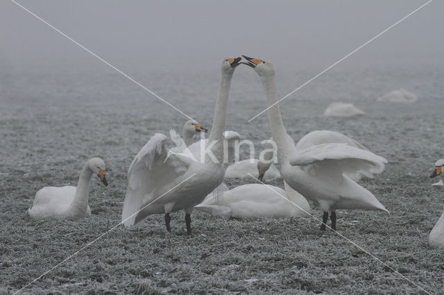 Whooper Swan (Cygnus cygnus)