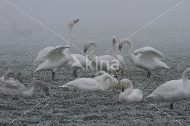 Whooper Swan (Cygnus cygnus)