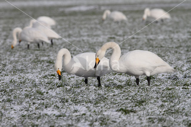 Wilde Zwaan (Cygnus cygnus)