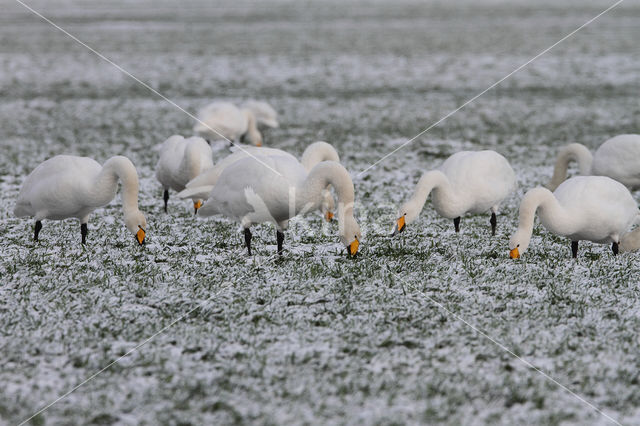 Wilde Zwaan (Cygnus cygnus)