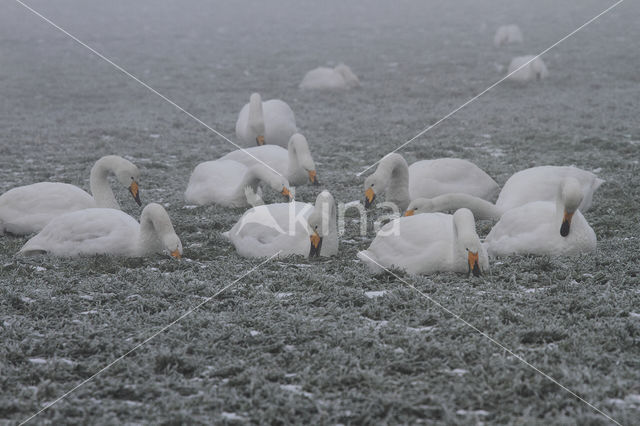 Wilde Zwaan (Cygnus cygnus)