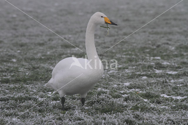 Whooper Swan (Cygnus cygnus)