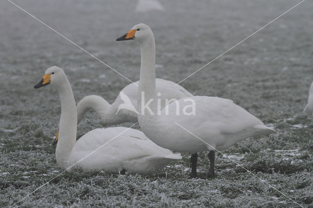 Whooper Swan (Cygnus cygnus)