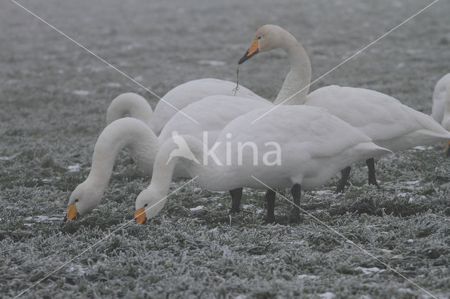 Whooper Swan (Cygnus cygnus)