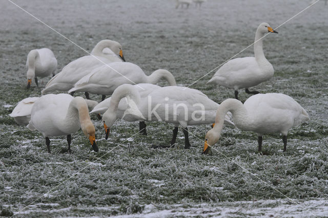 Whooper Swan (Cygnus cygnus)