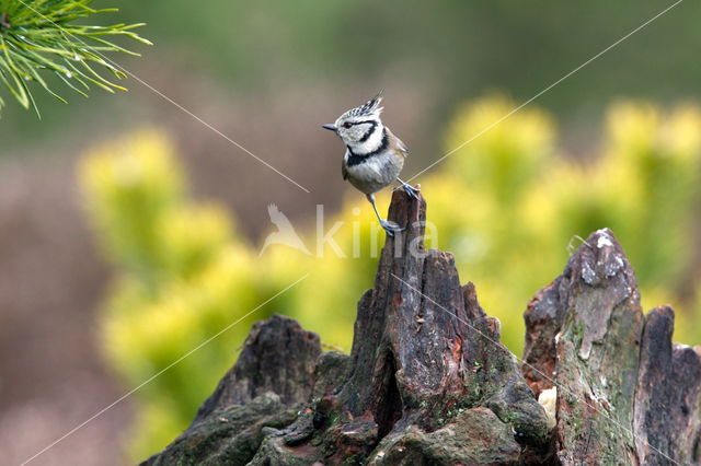 Kuifmees (Parus cristatus)