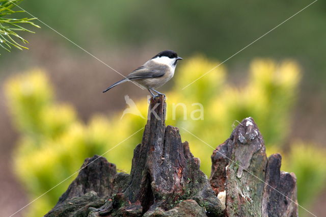 Marsh Tit (Parus palustris)