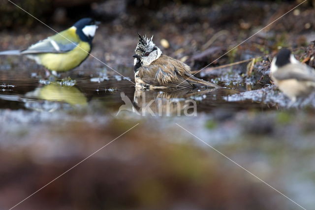 Kuifmees (Parus cristatus)