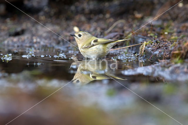 Goldcrest (Regulus regulus)