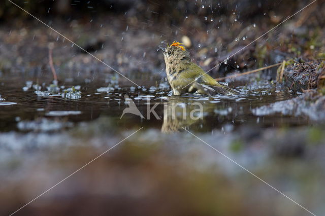 Goldcrest (Regulus regulus)