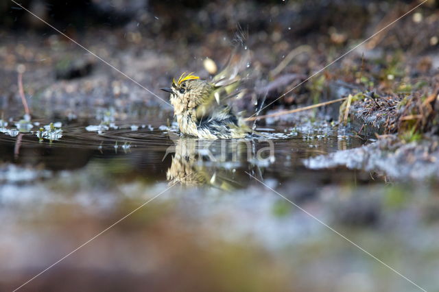 Goldcrest (Regulus regulus)