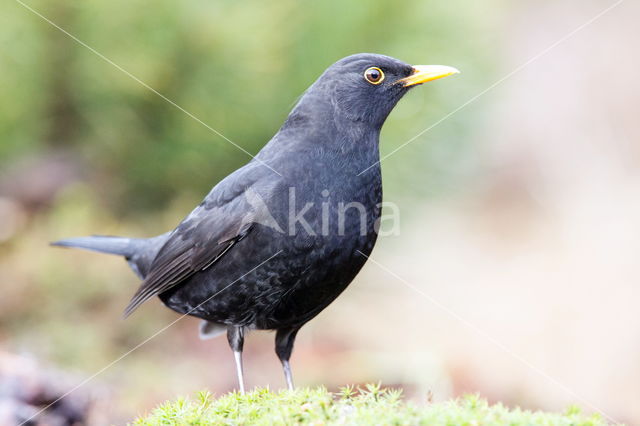 Merel (Turdus merula)