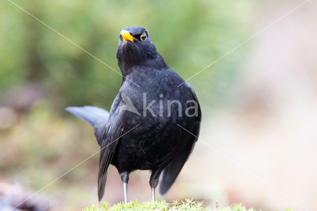 Koolmees (Parus major)