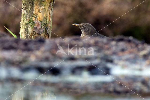 Merel (Turdus merula)