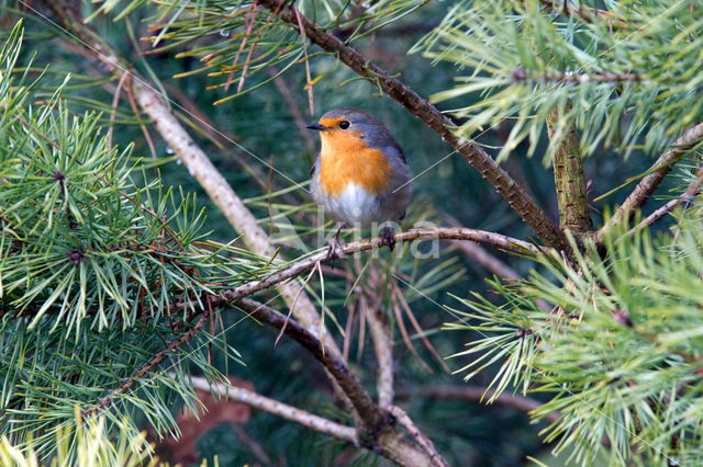 European Robin (Erithacus rubecula)