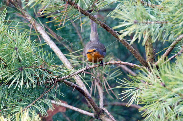 European Robin (Erithacus rubecula)