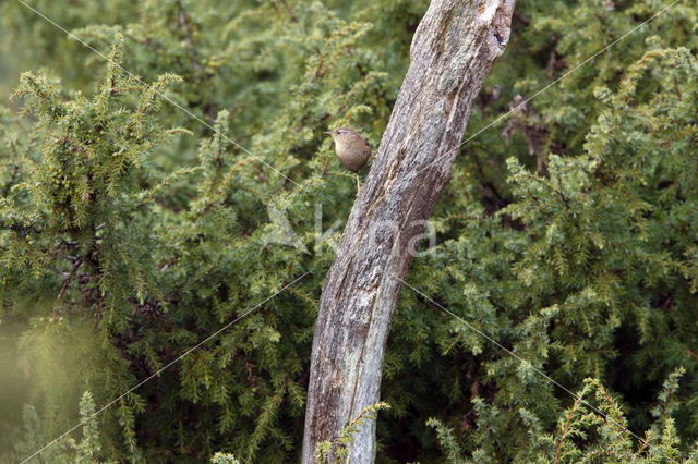 Tjiftjaf (Phylloscopus collybita)