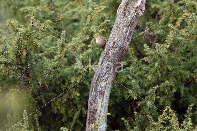 Tjiftjaf (Phylloscopus collybita)