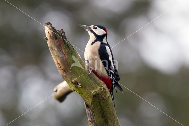 Grote Bonte Specht (Dendrocopos major)