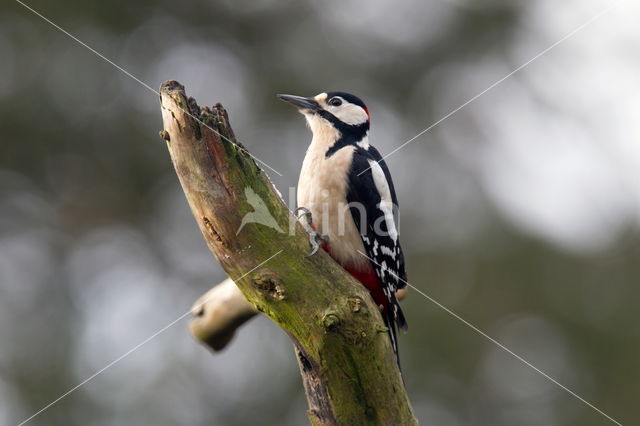 Grote Bonte Specht (Dendrocopos major)