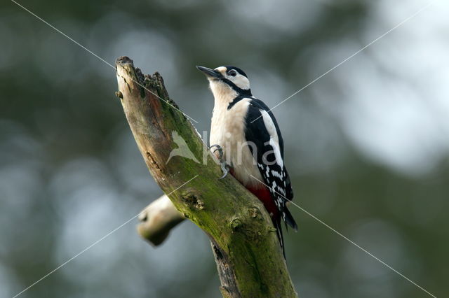 Great Spotted Woodpecker (Dendrocopos major)