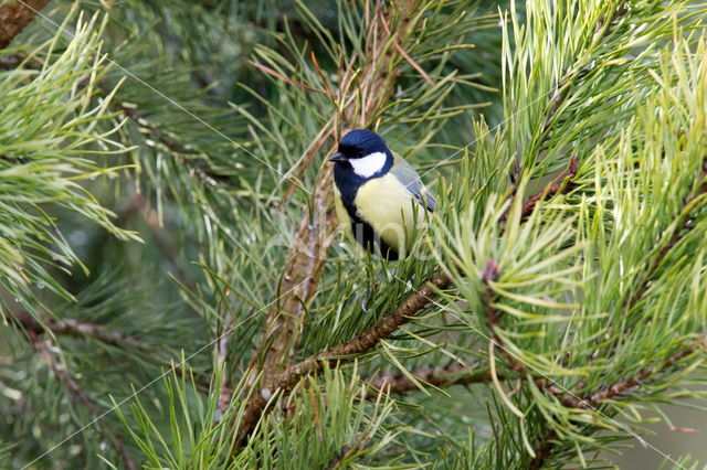 Koolmees (Parus major)