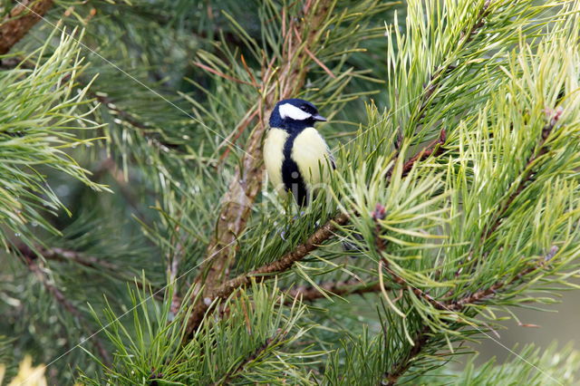 Great Tit (Parus major)