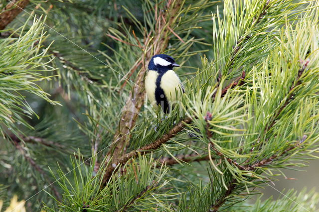 Koolmees (Parus major)