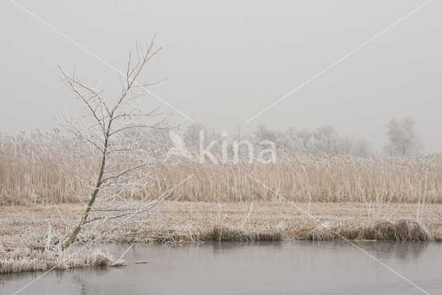 Nieuwkoopse Plassen