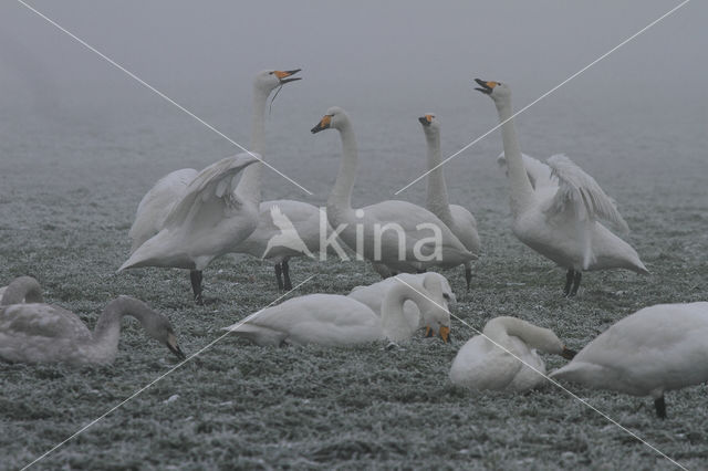 Whooper Swan (Cygnus cygnus)