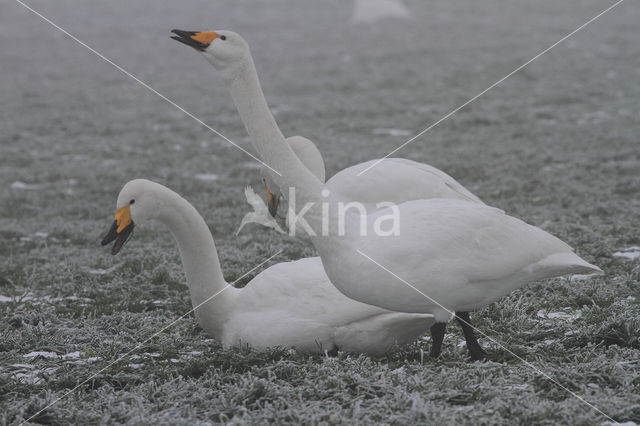 Whooper Swan (Cygnus cygnus)