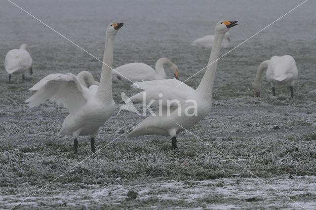 Whooper Swan (Cygnus cygnus)