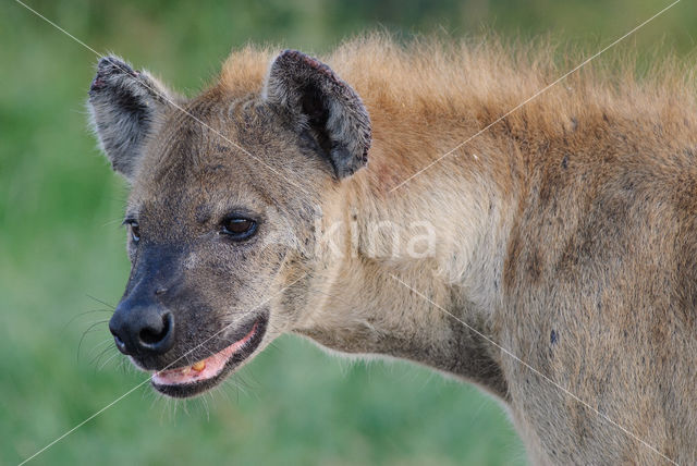 Spotted hyena (Crocuta crocuta)