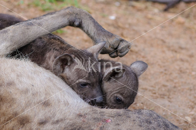 Spotted hyena (Crocuta crocuta)