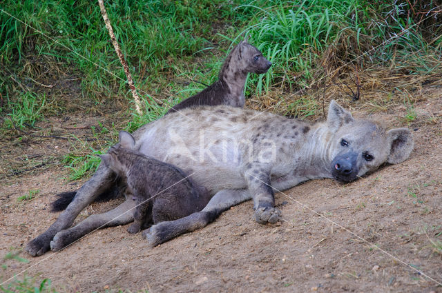 Spotted hyena (Crocuta crocuta)