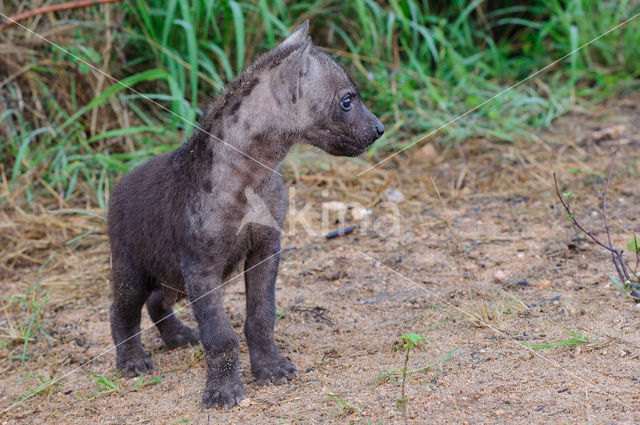 Gevlekte hyena (Crocuta crocuta)