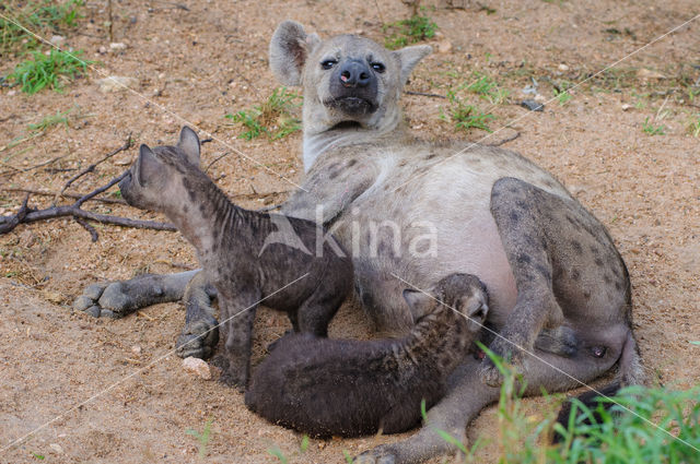 Gevlekte hyena (Crocuta crocuta)