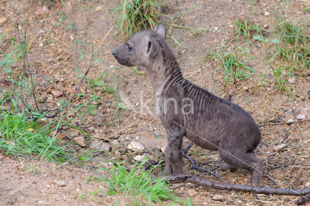 Gevlekte hyena (Crocuta crocuta)