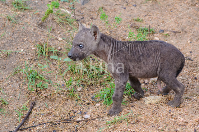 Spotted hyena (Crocuta crocuta)