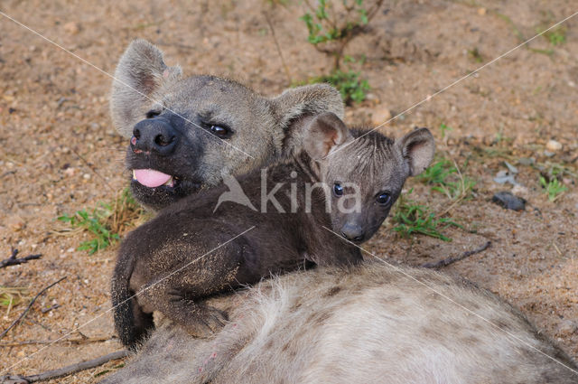 Gevlekte hyena (Crocuta crocuta)