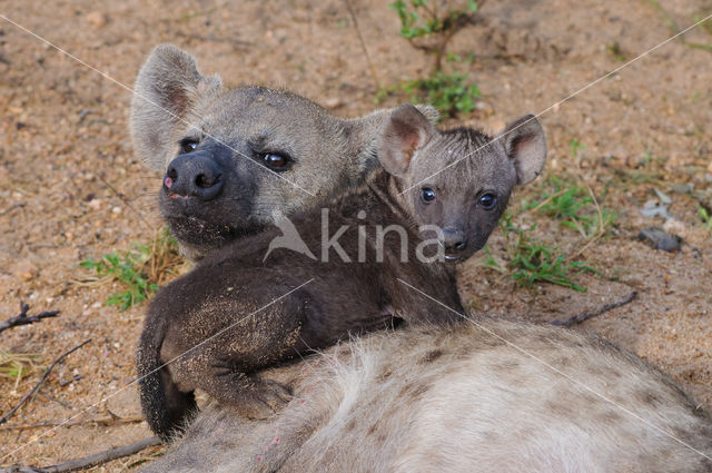 Gevlekte hyena (Crocuta crocuta)