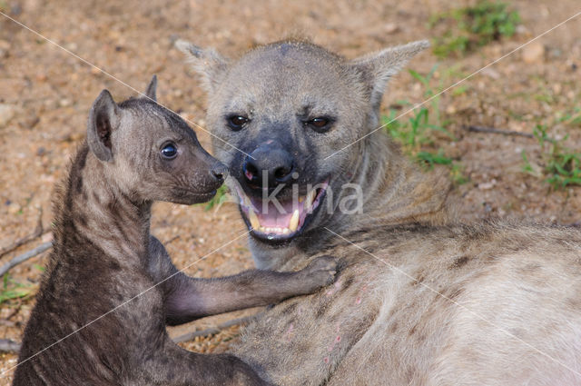 Gevlekte hyena (Crocuta crocuta)