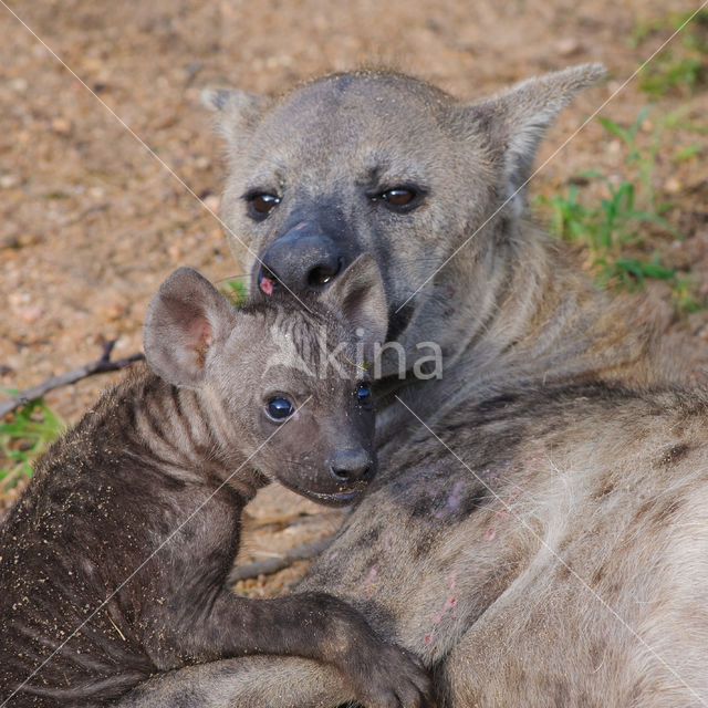 Spotted hyena (Crocuta crocuta)