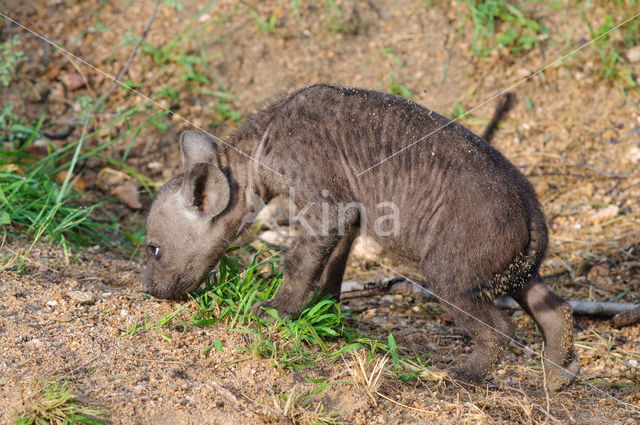 Gevlekte hyena (Crocuta crocuta)