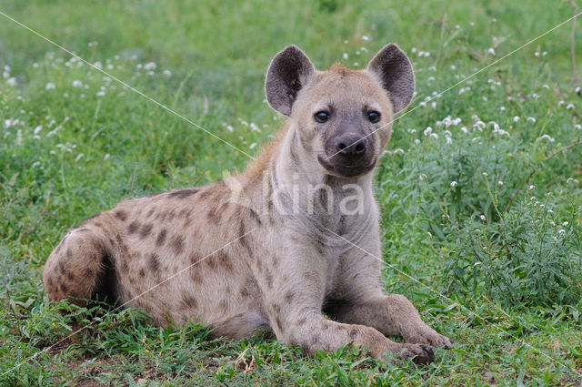 Gevlekte hyena (Crocuta crocuta)